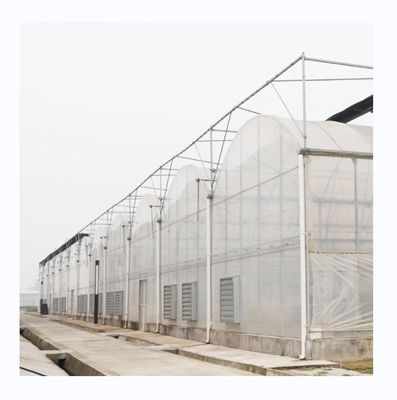 PE Serre à longue portée pour la culture et l'agriculture de tomates dans les climats tropicaux