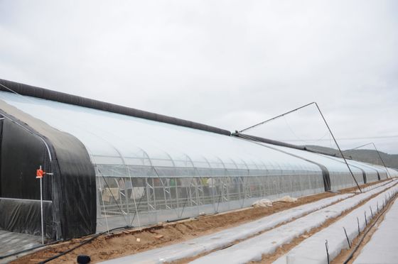 Augmentation de la croissance des cultures hivernales Serres agricoles à tranche unique Hauteur 3,5-5M