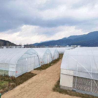 2.5-5M Hauteur Tomate Hydroponique Tunnel élevé Serre agricole avec film de couverture