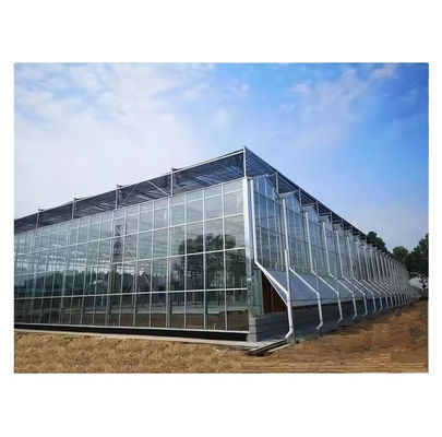 Projet clé en main de serre en verre de grande taille Venlo, solution idéale pour la culture des légumes