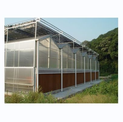 Serre agricole commerciale avec système hydroponique et revêtement en feuille de 8 mm