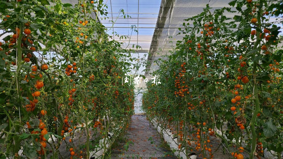 Serre agricole commerciale avec système hydroponique et revêtement en feuille de 8 mm