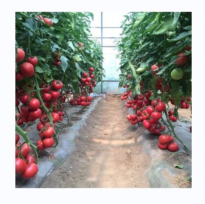 Petite serre à film en tunnel pour la culture de tomates largeur de 6 m à 10 m