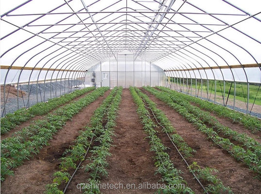 Petite serre à film en tunnel pour la culture de tomates largeur de 6 m à 10 m