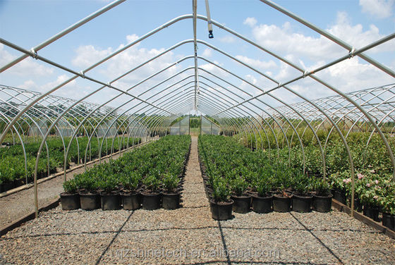 Petite serre à film en tunnel pour la culture de tomates largeur de 6 m à 10 m