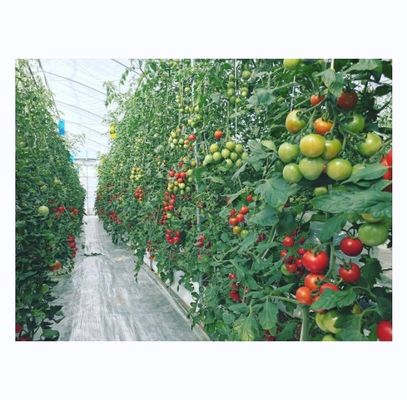 Serre agricole hydroponique de tomate pour un rendement accru dans une conception à une seule étendue