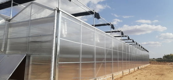 Serres industrielles en feuille de polycarbonate idéales pour la culture de légumes, fruits et fleurs