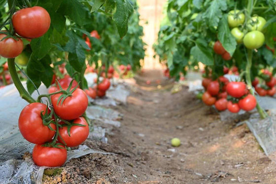 150/200micro Film haute tunnel Serre agricole pour la culture hydroponique de tomates