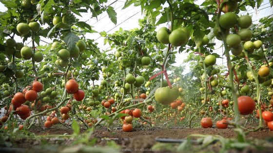Serre agricole à longue portée recouverte de film pour la culture hydroponique