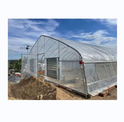 Serre poly-tunnel à haute résistance à une seule couche de 6 à 10 m de largeur pour la production de tomates