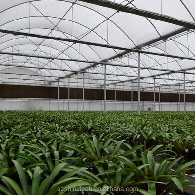 PE Serre à longue portée pour la culture et l'agriculture de tomates dans les climats tropicaux