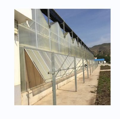 Verts Fruits Fleurs Serres agricoles à longue portée avec systèmes hydroponiques