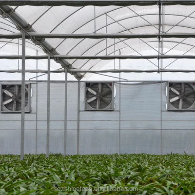 PE Serre à longue portée pour la culture et l'agriculture de tomates dans les climats tropicaux
