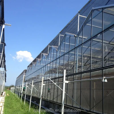 Grande serre agricoles intelligentes Hollande verre pour les tomates concombre laitue