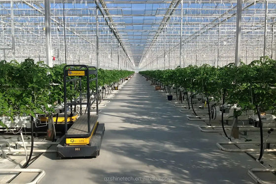 Grande serre agricoles intelligentes Hollande verre pour les tomates concombre laitue