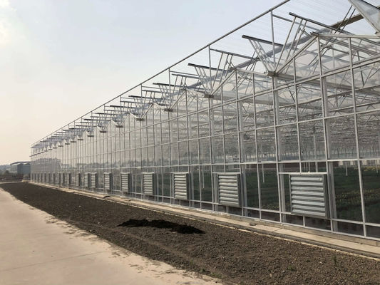 Grande serre agricoles intelligentes Hollande verre pour les tomates concombre laitue
