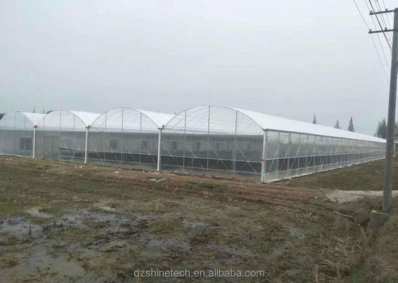 Serres agricoles de taille personnalisable à plusieurs longueurs avec tube d'acier galvanisé à chaud