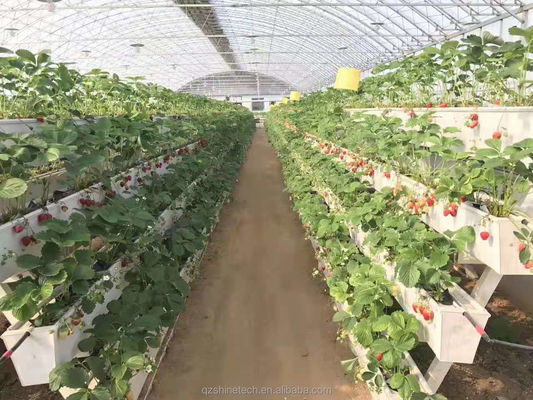 Condition du tuyau d'eau en PVC-U pour la culture de gouttières de fraises dans un système hydroponique