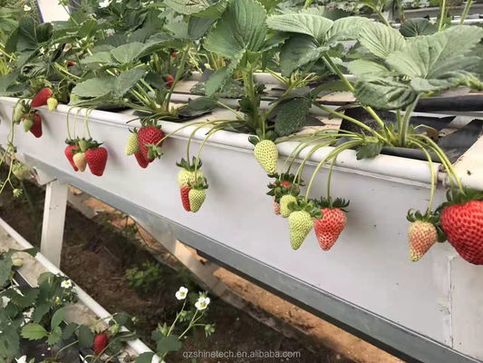 Condition du tuyau d'eau en PVC-U pour la culture de gouttières de fraises dans un système hydroponique
