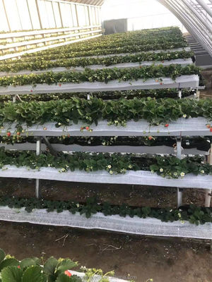 Serre d'hiver en tubes d'acier galvanisés pour le système de culture hydroponique avec revêtement en film