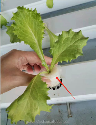 Chaîne NFT en PVC de type horizontal pour la culture hydroponique de légumes à feuilles de taille personnalisée