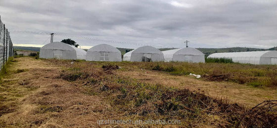 Serre à bande unique à cadre simple à film poly-tunnel Serre pour l'agriculture