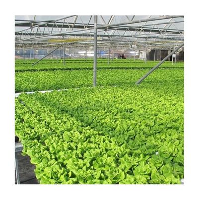 Vidéo Inspection sortante Serre hydroponique pour la production de légumes à feuilles vertes