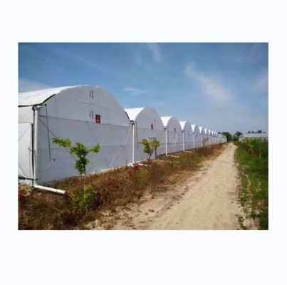 8m-12m Largeur de l'étendue Serre entièrement automatisée à coupure d'électricité pour l'agriculture supérieure
