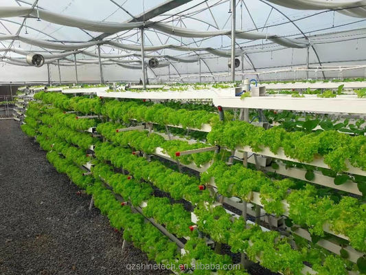 Vidéo Inspection sortante Serre hydroponique pour la production de légumes à feuilles vertes