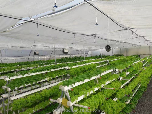 Vidéo Inspection sortante Serre hydroponique pour la production de légumes à feuilles vertes