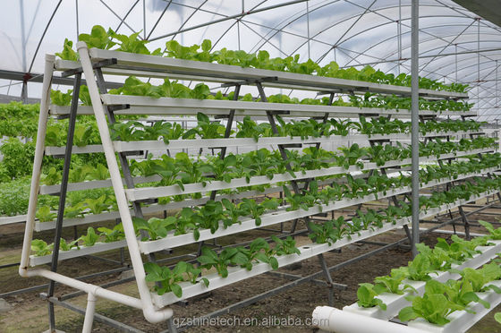 Vidéo Inspection sortante Serre hydroponique pour la production de légumes à feuilles vertes