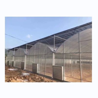 Serre poly-tunnel de 8 m de largeur pour la culture de tomates à haut rendement