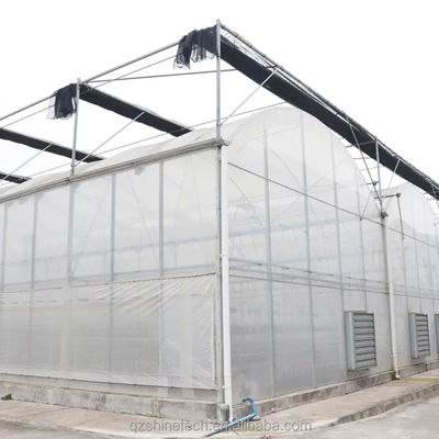 Serre poly-tunnel de 8 m de largeur pour la culture de tomates à haut rendement