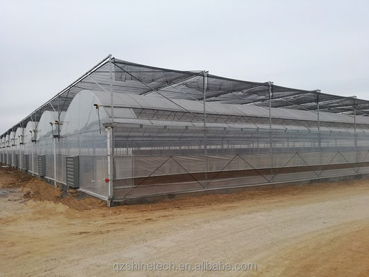 Serre poly-tunnel de 8 m de largeur pour la culture de tomates à haut rendement