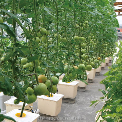 Serre poly-tunnel de 8 m de largeur pour la culture de tomates à haut rendement