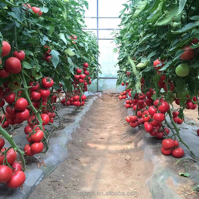 Serre poly-tunnel de 8 m de largeur pour la culture de tomates à haut rendement