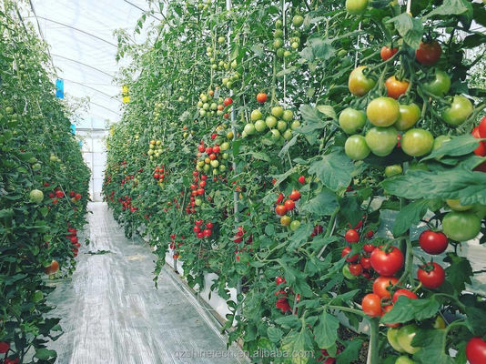 Serre poly-tunnel de 8 m de largeur pour la culture de tomates à haut rendement