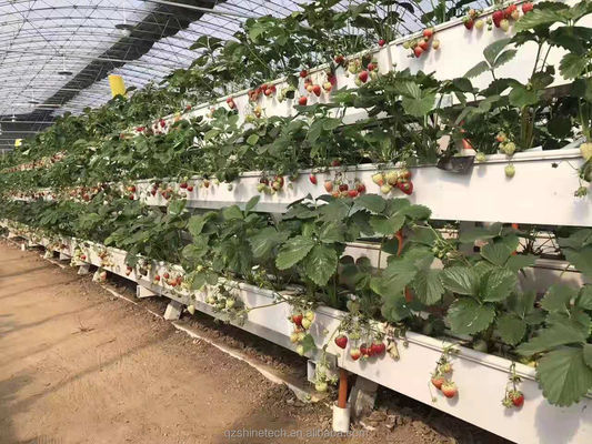 Une gouttière hydroponique pour la culture du piment, des concombres et des fraises