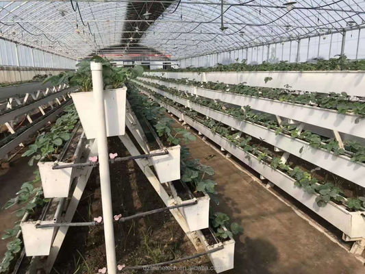 Une gouttière hydroponique pour la culture du piment, des concombres et des fraises
