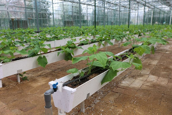 Une gouttière hydroponique pour la culture du piment, des concombres et des fraises