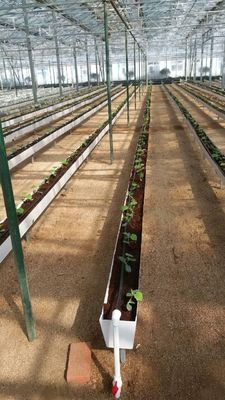 Une gouttière hydroponique pour la culture du piment, des concombres et des fraises
