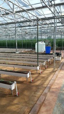 Une gouttière hydroponique pour la culture du piment, des concombres et des fraises