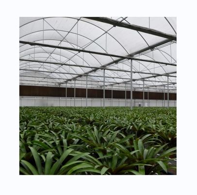 Serre à film à couche unique en acier galvanisé pour l'agriculture commerciale à grande échelle