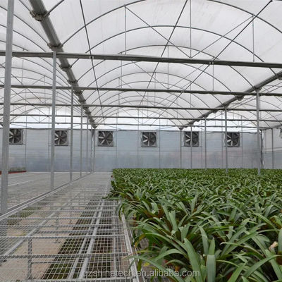 Serre à film à couche unique en acier galvanisé pour l'agriculture commerciale à grande échelle