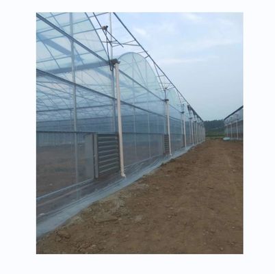 Serre à film plastique pour la culture de tomates et de fraises