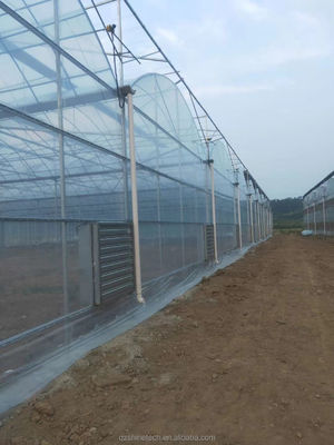 Serre à film plastique pour la culture de tomates et de fraises