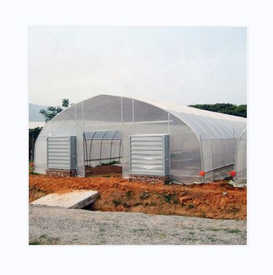 Serre à pellicule simple à ventilation latérale et sur le toit pour la culture de tomates