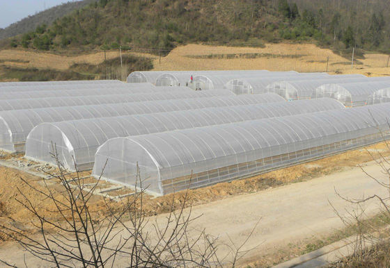 Serre à pellicule simple à ventilation latérale et sur le toit pour la culture de tomates