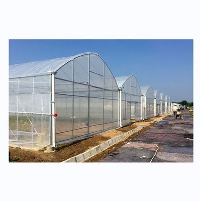Solution clé en main de serre Shine Tech pour la culture hydroponique de tomates agricoles