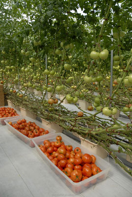 Solution clé en main de serre Shine Tech pour la culture hydroponique de tomates agricoles